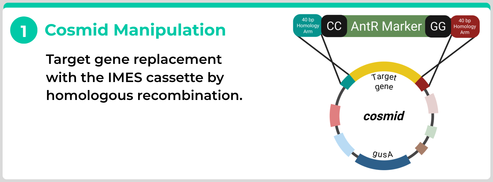 Pseudomonas mutants engineering - Cosmid manipulation