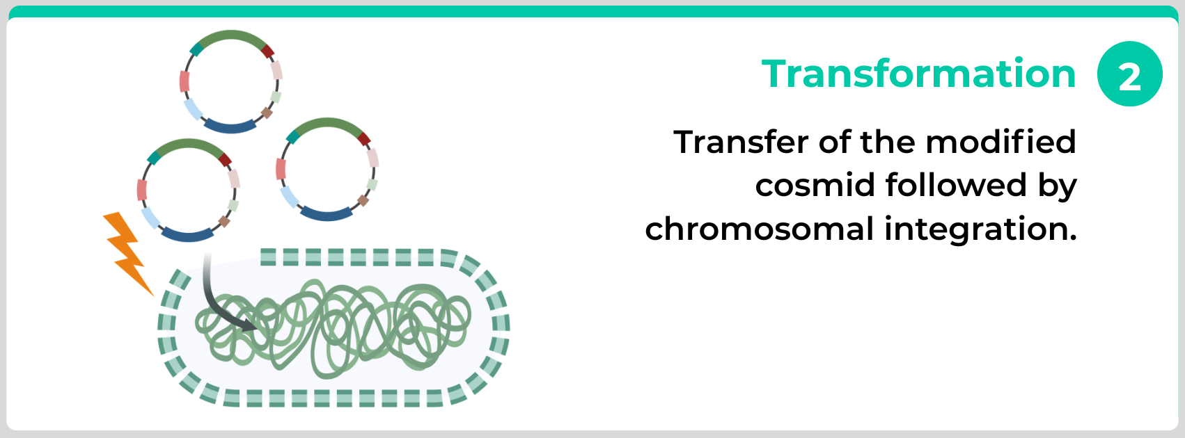 Pseudomonas transformation