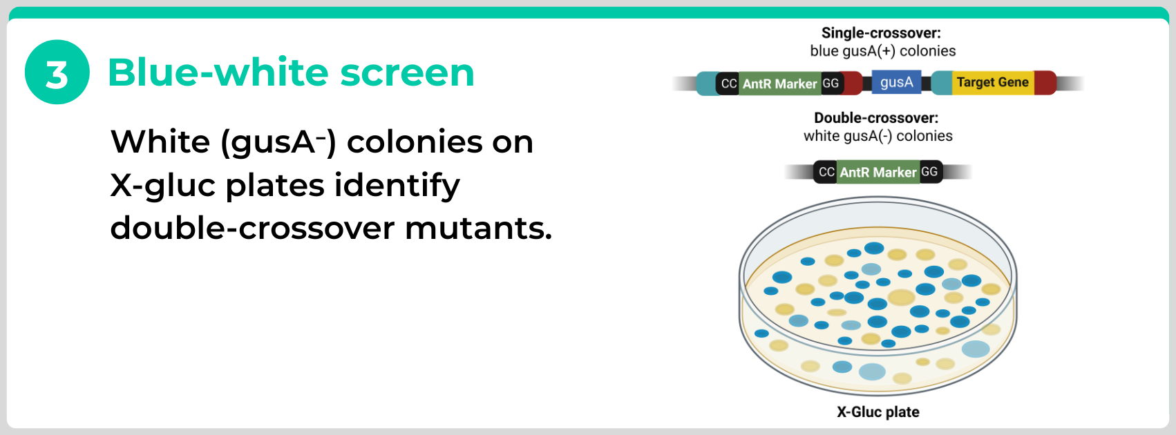 Pseudomonas mutants blue-white screen