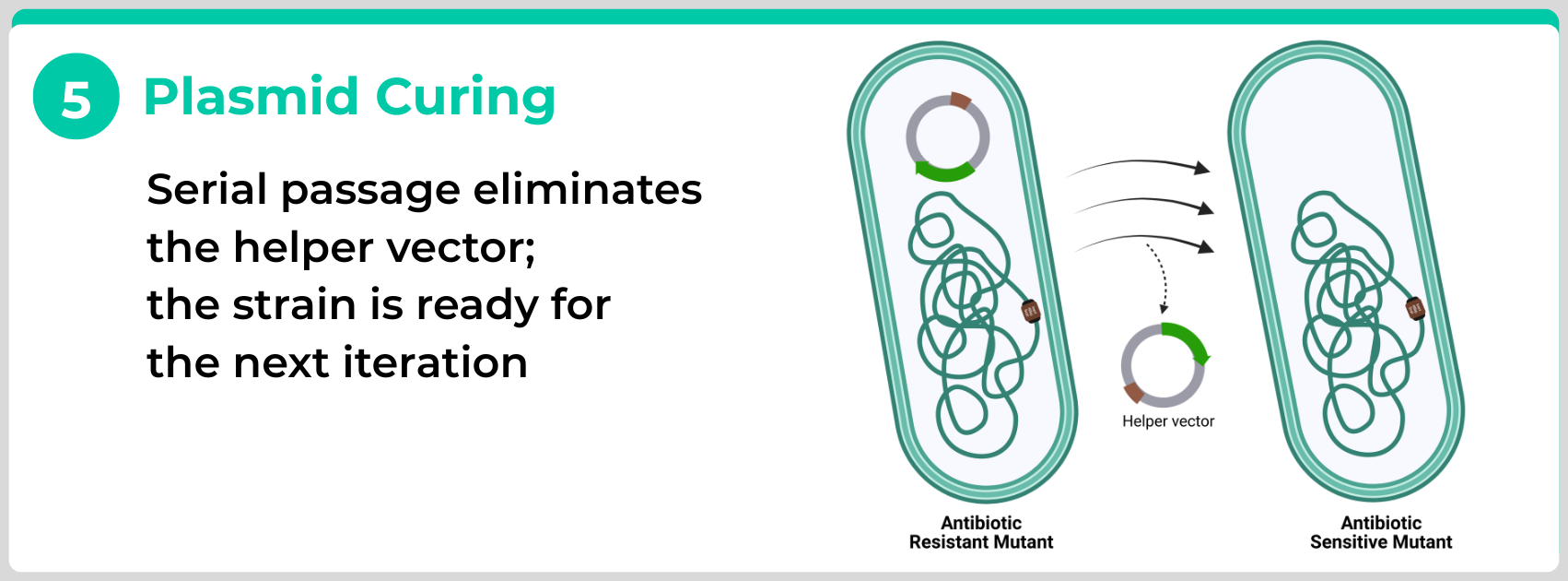Pseudomonas mutants plasmid curing